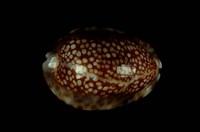 藏品(扁緣寶螺)的圖片